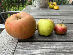 Äpfel in verschiedenen Größen