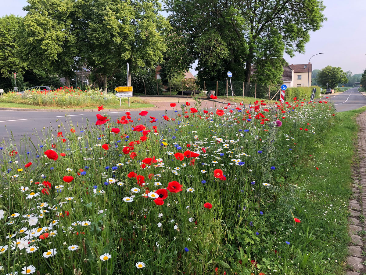Bunte Wildblumen auf öffentlichen Grünflächen als Lebensgrundlage für Insekten